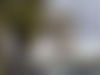 How I Nearly Got Taken Out by a Tree in Paris