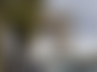 How I Nearly Got Taken Out by a Tree in Paris