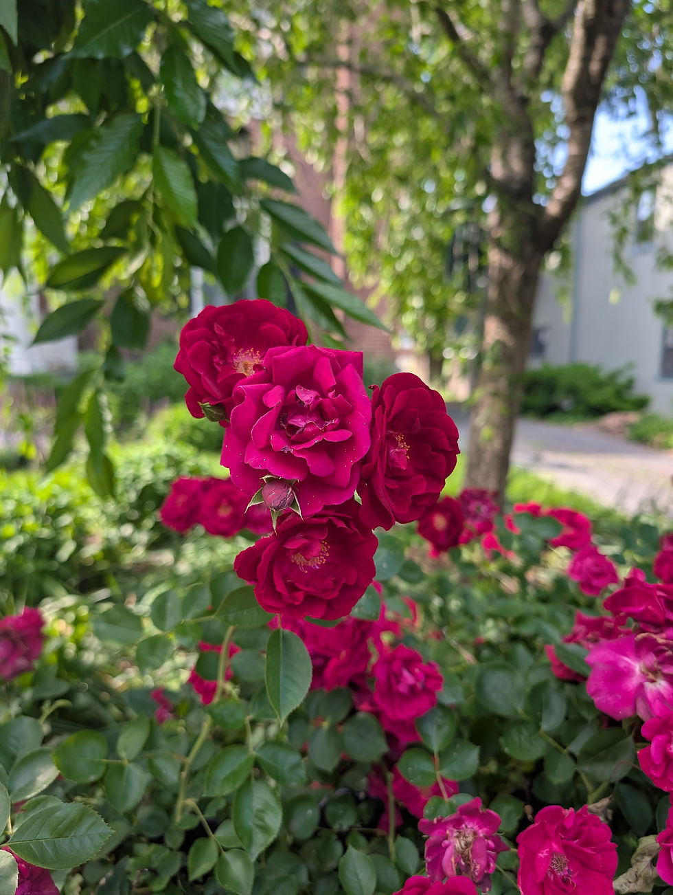 My Gardening Journey