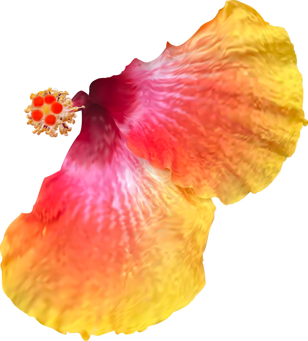 two petals of a hibiscus flower, yellow and pink.
