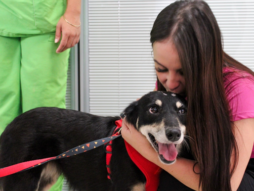 Itu recebe feira de adoção de animais resgatados em rodovias