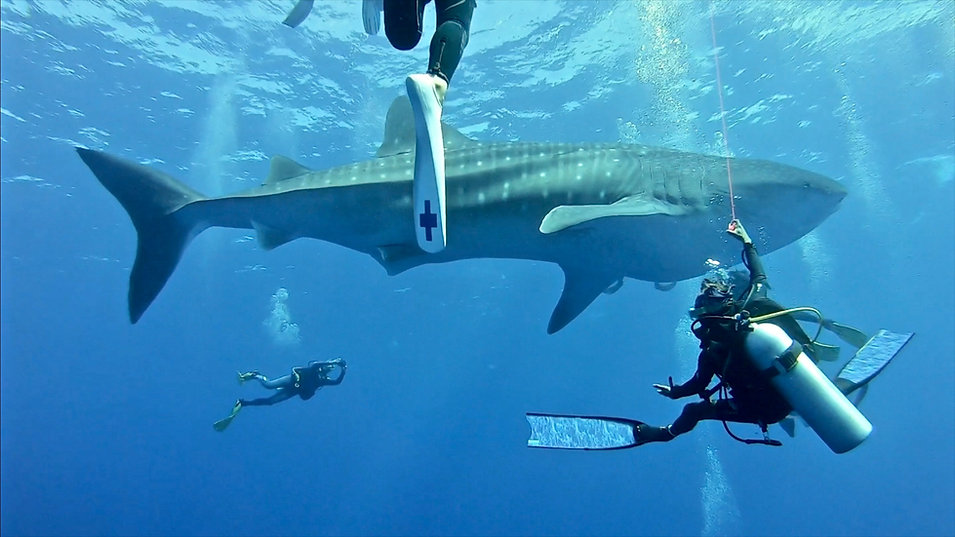 Whale Shark Fuvahmulah