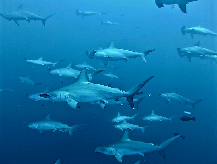 Hammerheads Maldives Fuvahmulah