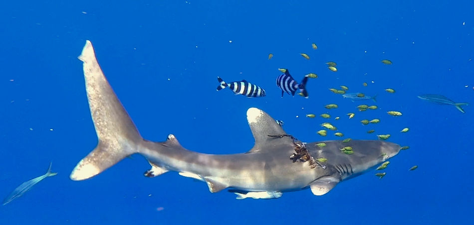 Longimanus Maldivers