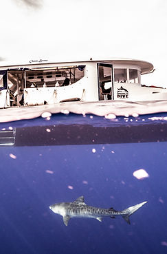 tigersblue-Insta export-17.jpg