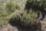 ROMARIN.jpeg