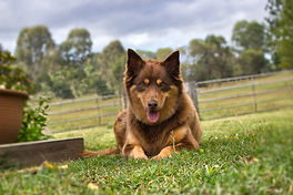 Julliane Doggy Photos (19).jpg