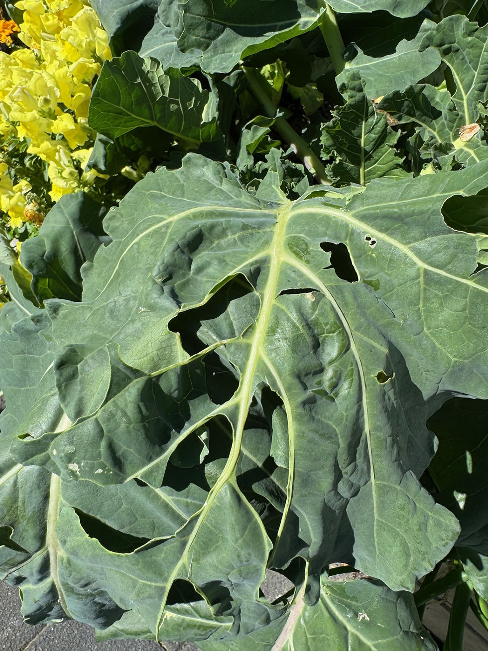 2 Veggie Pests To Watch Out For