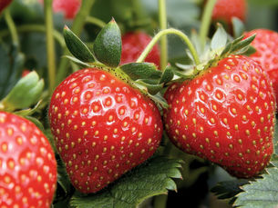 Free Strawberry Plants - From Runners