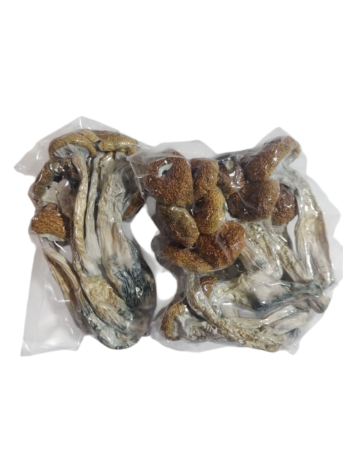 Cogumelos COGUVALLEY 20g | Cogumelo Sagrado