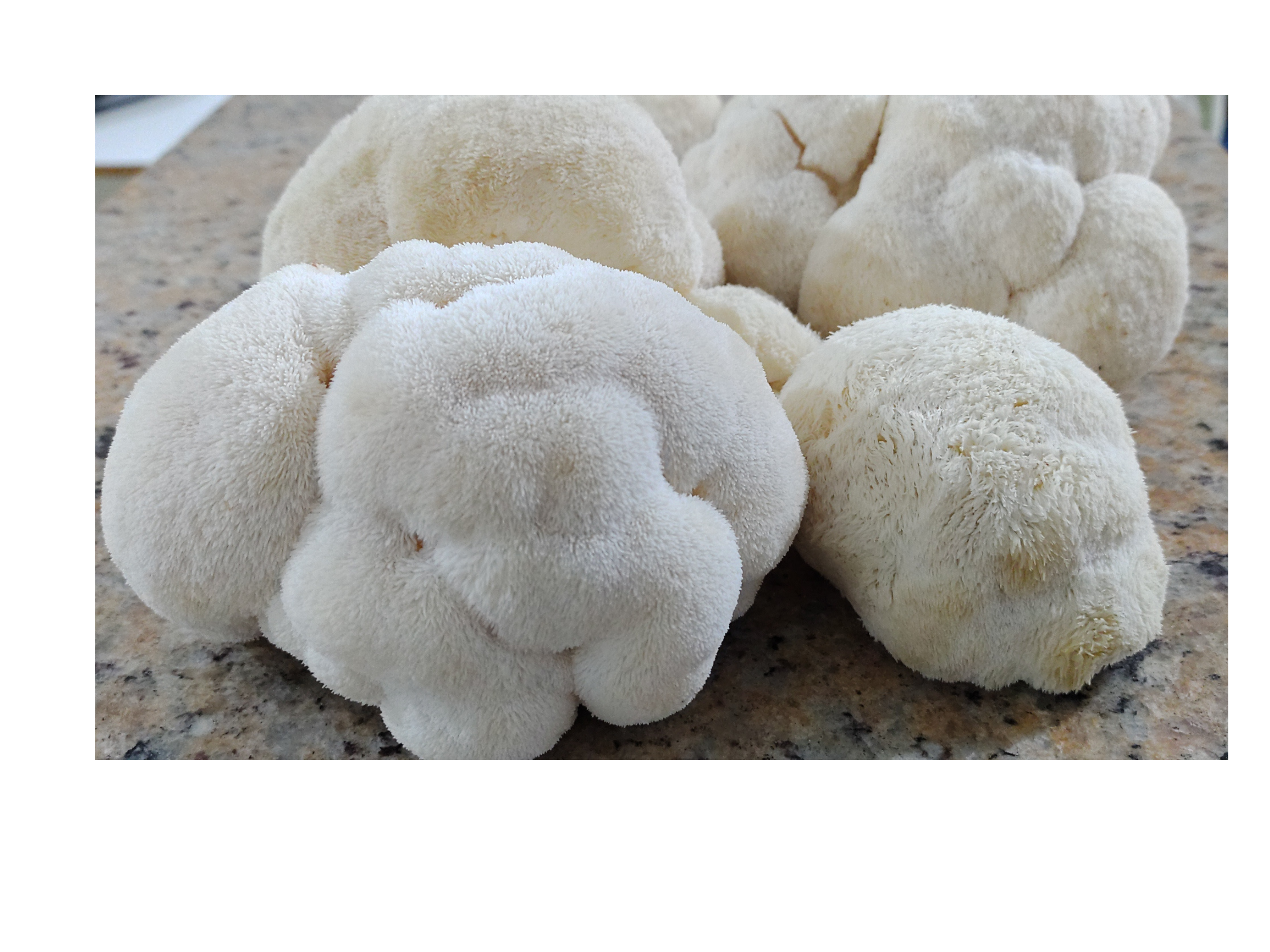 Cogumelo Juba de Leão(Hericium erinaceus) 1g (Amostra Botânica)