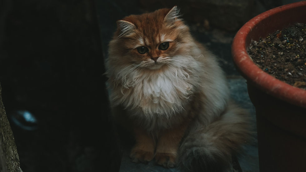 Cat in alleyway in Xijiang Qianhu Miao Village, Guizhou, China