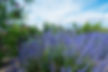 drought resistant plants