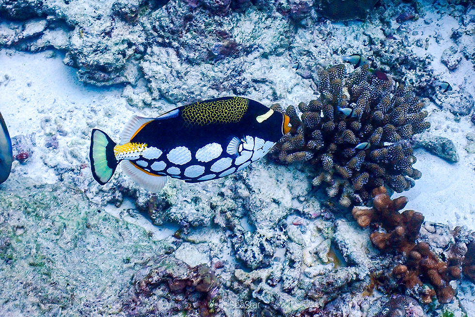 Thumbnail: Similan Island 1 Day Trip Join Tour By Speedboat Catamaran 2 Storey