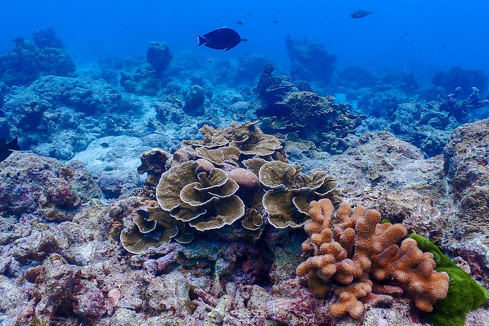 Thumbnail: Similan Island 1 Day Trip Join Tour By Speedboat Catamaran 2 Storey