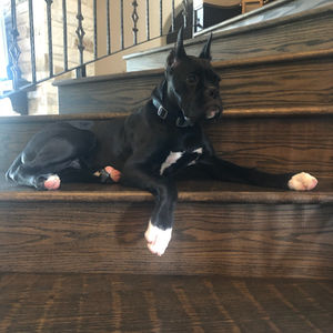 Lonestar Veterinary Services - Pet Portfolio