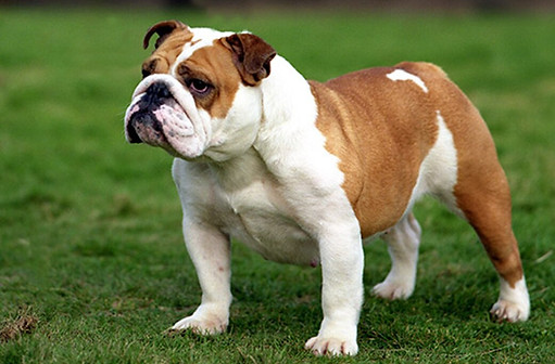 Bulldog_inglese.jpg