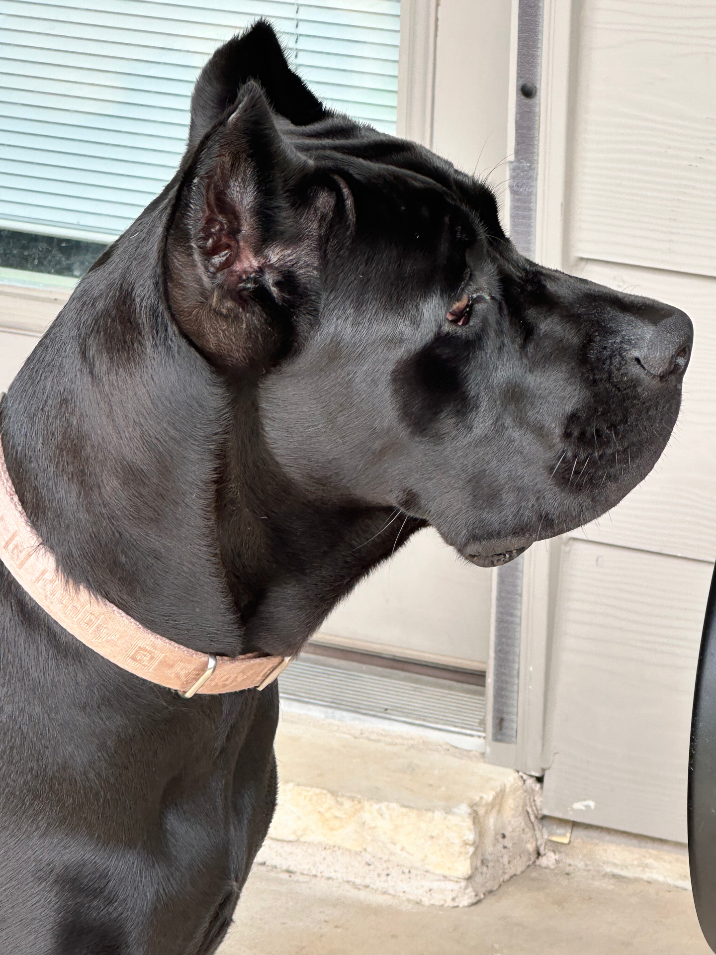 Reign ears2.heic