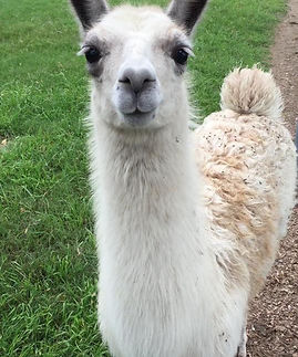 Llama-and-Alpaca.jpg