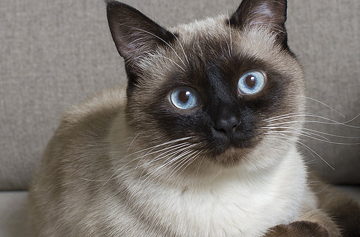 Siamese_cat_1110x740.jpg