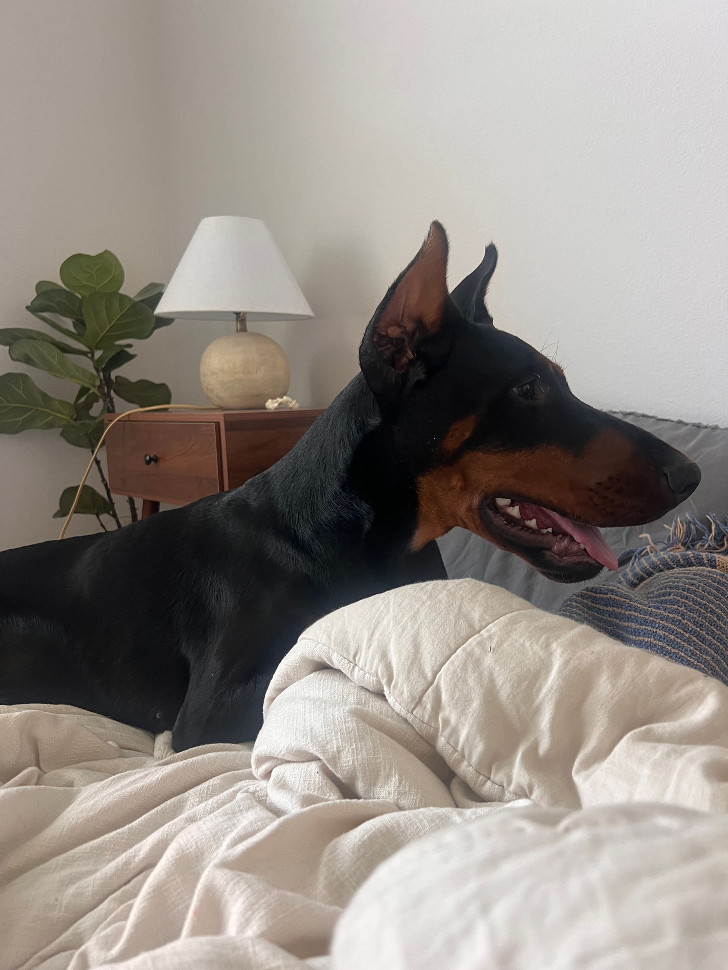 Nala ears1