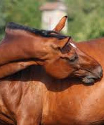 horse colic.jpg