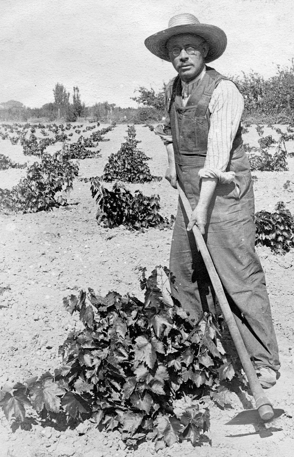 Peasants from the Volga River German colonies of Russia began arriving in Fresno in 1887. Many were master farmers and found welcome work in the fruit and vine industry, which began in the Valley about 1880. Pete Rau, Rau Family Collection, AHSGR-Central California Chapter Photo courtesy of the Fresno City & County Historical Society. All rights reserved.