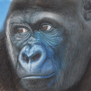 Kibali - Western Lowland Gorilla