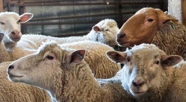 Tunis and Iils de France sheep flock at Farlot Farm