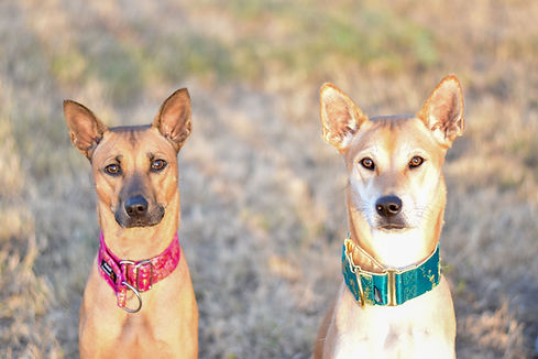 About the Breed | Blue Velocity Ridgebacks | Phu Quoc Ridgeback Breeder