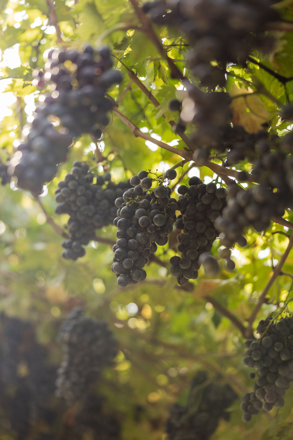 Produzione di contenuti fotografici per Cantina Scriani tra vigneti e cantina, dedicata alla valorizzazione del brand, del te