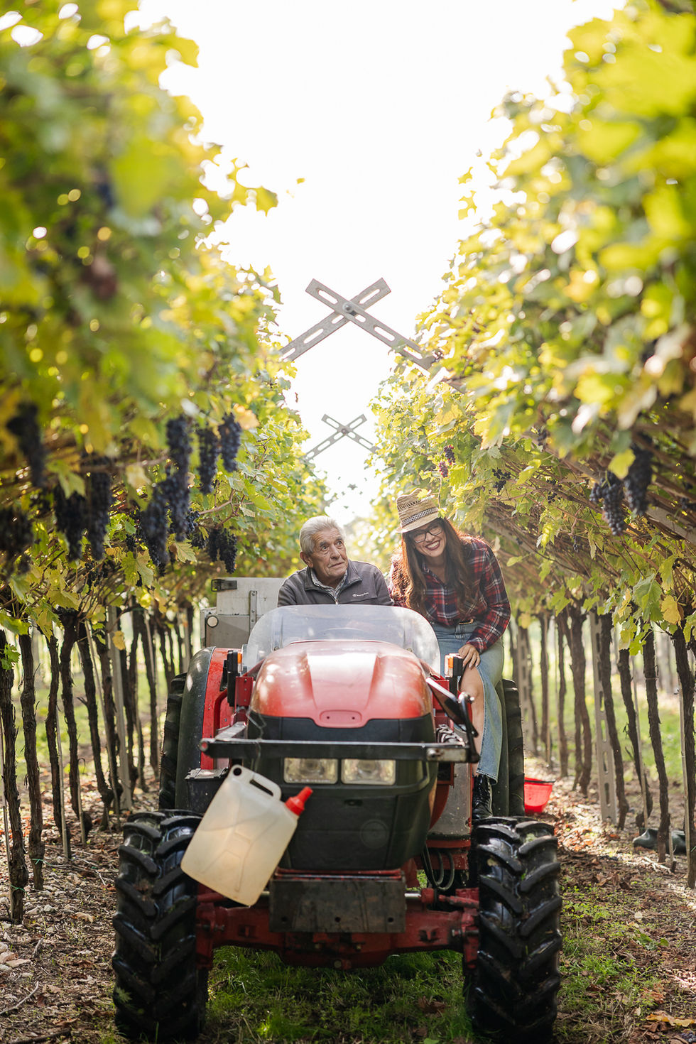 Produzione di contenuti fotografici per Cantina Scriani tra vigneti e cantina, dedicata alla valorizzazione del brand, del te