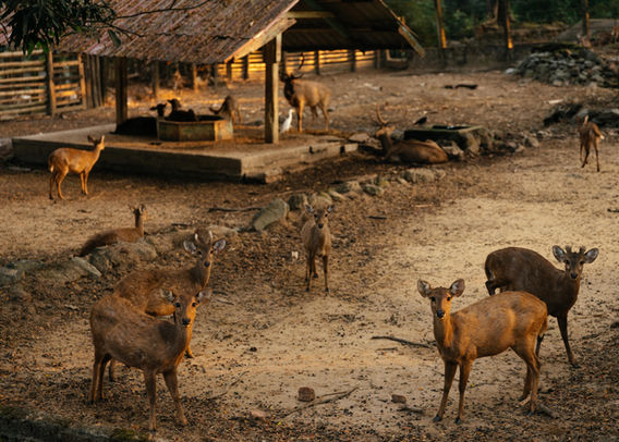 Venados en rancho cinegético