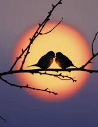 amour