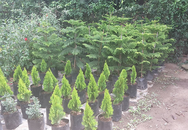 pinos especies