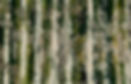 Tree Echoes III