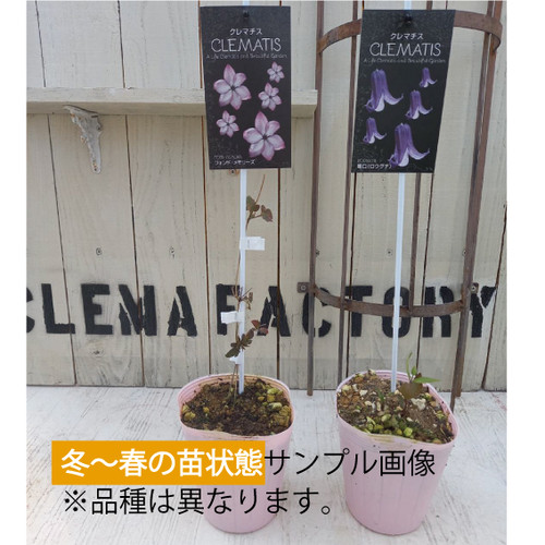 かぐや 2年生苗 | clemafactory