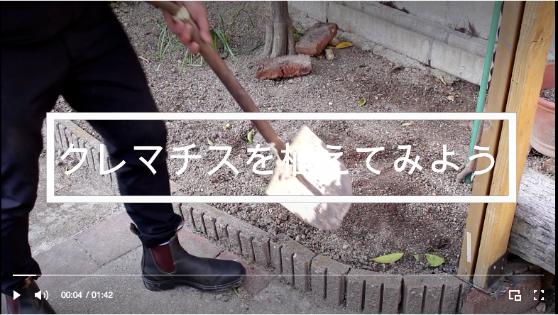 クレマチス植え替え 地植え 編の動画つくりました クレマチス植え替え 地植え 編の動画つくりました