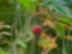 2018-09-08_Salmonberry_fruit_(Rubus_spectabilis)_at_Dutch_Harbor,_Alaska_USA.jpg