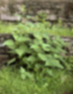 nettles.jpg
