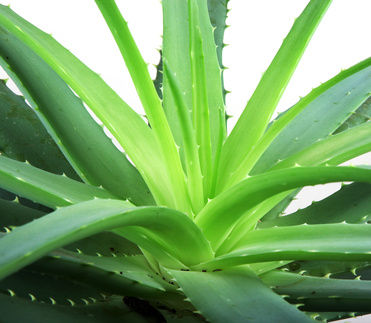 houseplants aloe vera