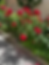 Rote Rosen beim Apartment nahe Flughafen Wien