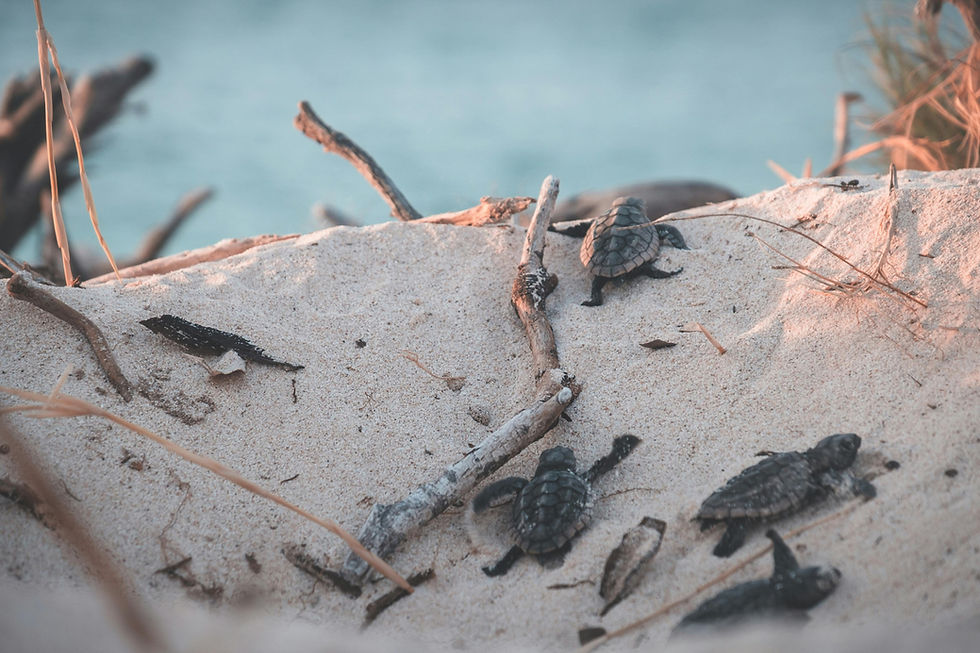 Baby turtles crawl on sandy beach toward the ocean. Sticks and grass are scattered on the sand; the mood is serene and hopeful.