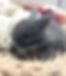 Lolly Lops Ivan.jpg