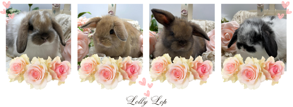 Holland Lop Bunnies for sale in Iowa