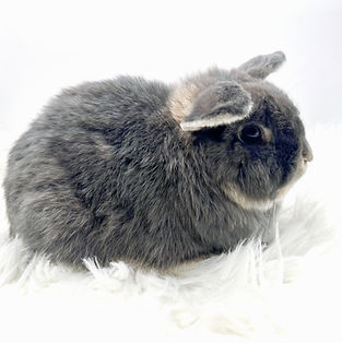 Bunnies available for sale in Iowa