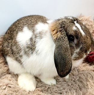 Best Holland lop pets