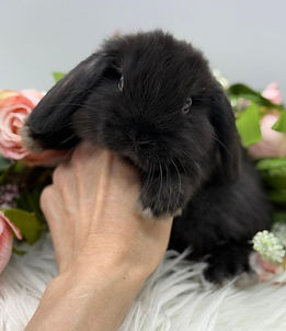 Hugo 5 weeks.jpg