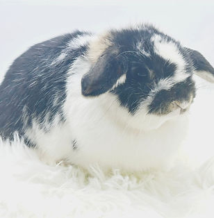 Iowa holland lop rabbit breeders