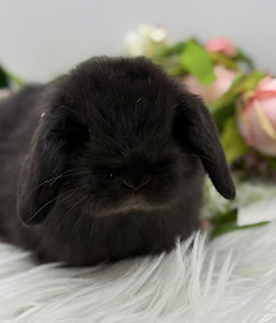 Huxley 5 weeks.jpg